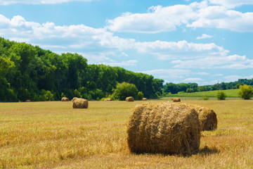 Fototapeta premium Fresh hay rolls in a field