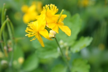 celandine