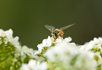 hoverfly