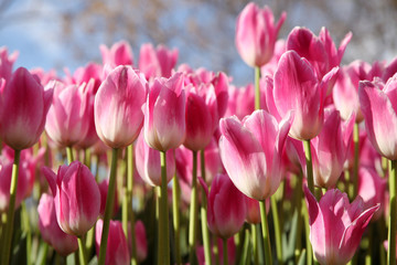 Fototapeta premium Tulip
