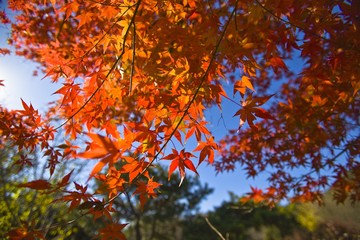 The image of beautiful nature in Beijing