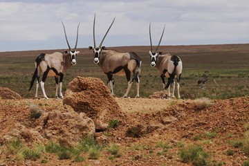 Naklejka na ściany i meble Oryxantilopen (oryx gazella) in der Namib