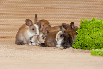 sweet little rabbits