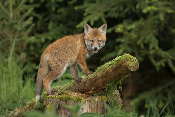 Fox, climbing over mossy logs
