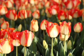 Tulip