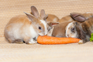 Obraz premium sweet little rabbits