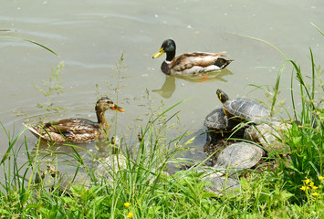 animali della palude