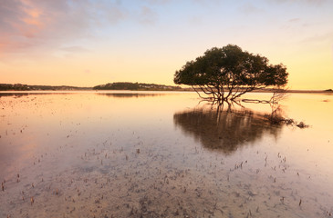 Mangrove solitaire et racines dans les bas-fonds de marée
