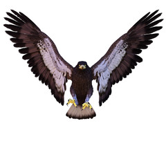 young eagle front view