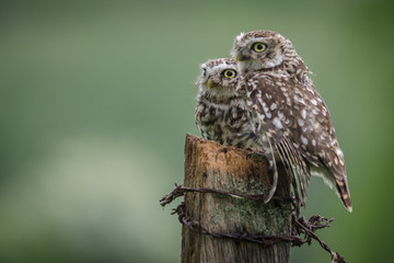 UK wild Little Owls