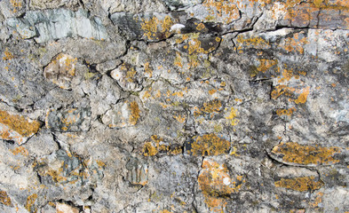 Structure: Wall  with lichen