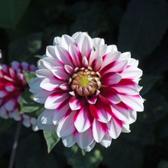 Dahlie - Dahlia
