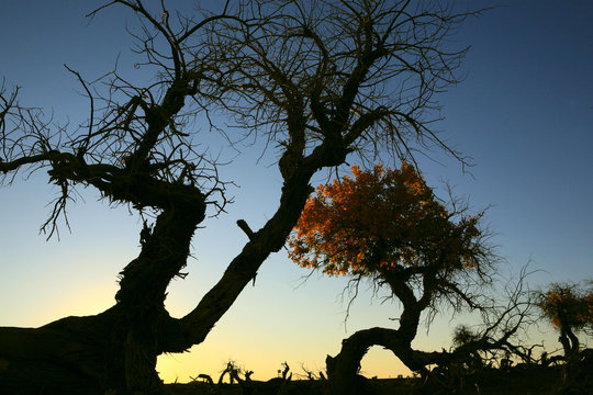 The image of landscape
