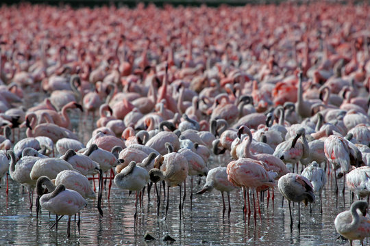 Flamingos am Lake Naivasha, Kenia