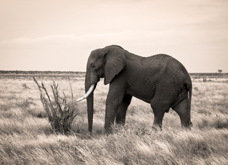 Fototapeta na wymiar Lone elephant in sepia with bush