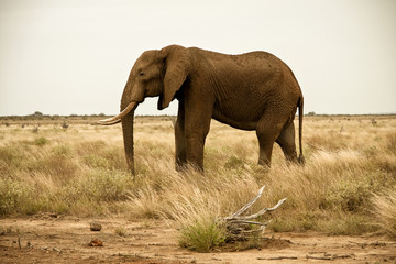 Fototapeta na wymiar Lone elephant walking in savanna