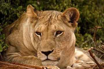 Lioness resting head on paws