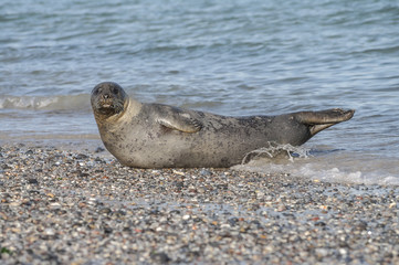 Fototapeta premium Colony of seals at Helgoland island, Germany