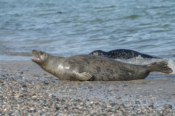 Colony of seals at Helgoland island, Germany