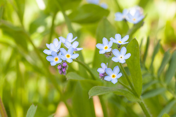 Forget-me-no flower