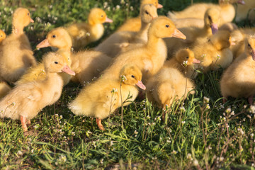 yellow ducklings on a green grass