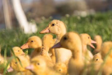 yellow ducklings on a green grass
