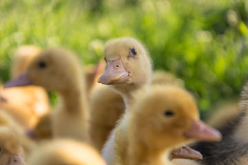 yellow ducklings on a green grass