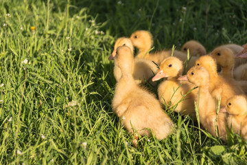 yellow ducklings on a green grass