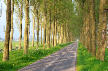 bicycle road between trees