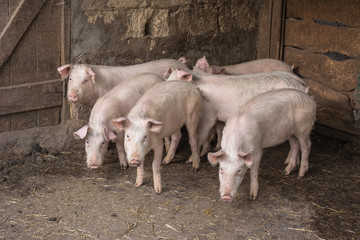 Pigs on a farm paddock