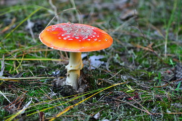amanita muscaria