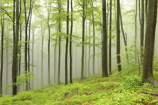 Beech trees surrounded by fog on a rainy spring day
