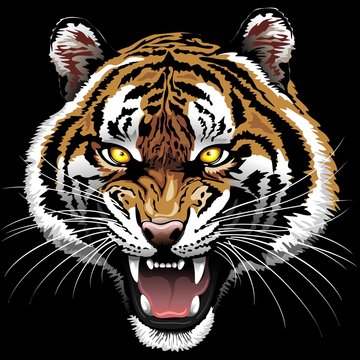 The Tiger Roar on Black Background