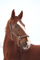 Obraz premium Portrait of brown horse in winter