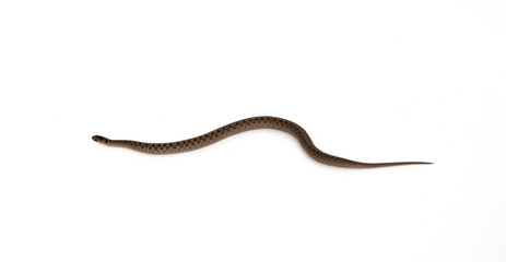 Fototapeta premium Northern Brown Snake