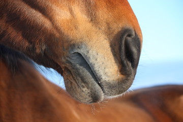 Close up of horse nose