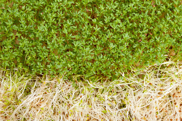 Fresh alfalfa sprouts and cress on white background
