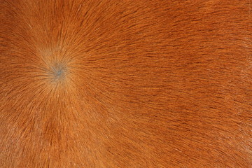Close up of brown horse fur