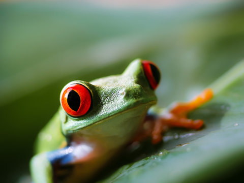 red-eyed tree frog (161)