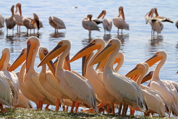 Pelikane am Lake Nakuru, Kenia