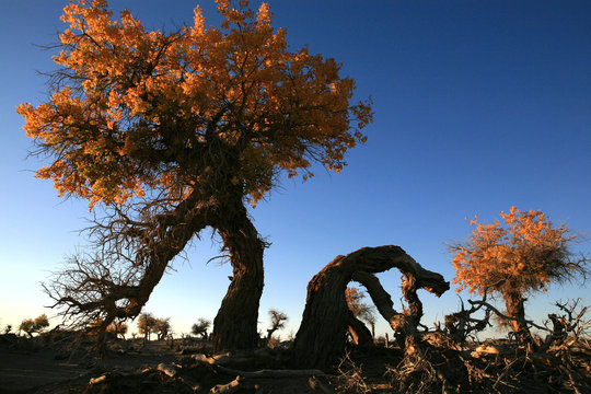 The image of landscape