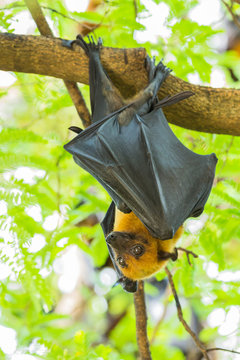 Flying foxes hanging on the tree