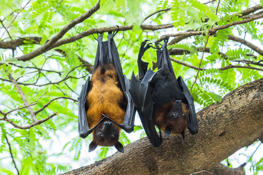 Couple Flying foxes hanging on the tree