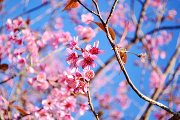 Thai Sakura