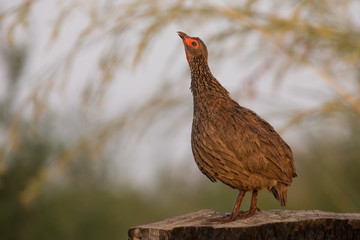 Swainson’s francolin standing on tree stump to call in early m