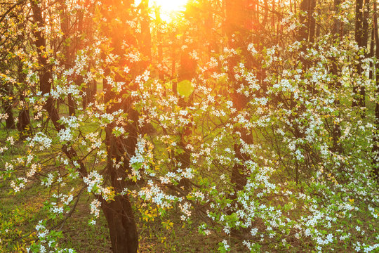 Blooming fruit tree in sunset lights