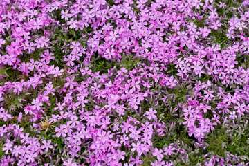 Naklejka premium Aubrieta cultorum - różowe lub fioletowe małe kwiaty