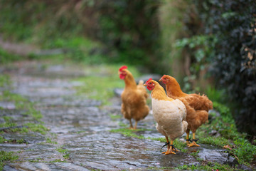 The image of beautiful nature in Asia