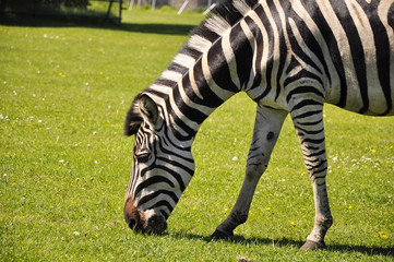Zebra ma łące