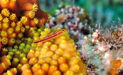 タテジマヘビギンポ